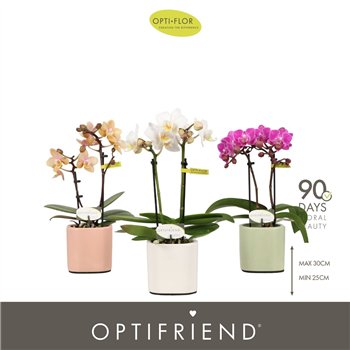 Orhideja Phalaenopsis multiflora mix Optifriend Mix 2 spike in Toscane 10 fl  stems plnt 400 gram 25cm 7cm Q3399