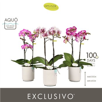 Orhideja Phalaenopsis multiflora mix Exclusivo Mix 2 spike in Molise White Aquo 18 fl  stems plnt 500 45cm 12cm Q3402