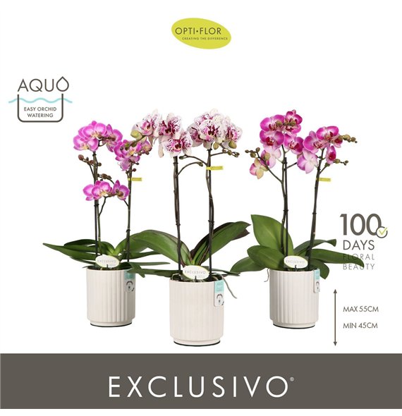 Orhideja Phalaenopsis multiflora mix Exclusivo Mix 2 spike in Molise White Aquo 18 fl  stems plnt 500 45cm 12cm Q3402