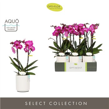 Orhideja Phalaenopsis multiflora paars Optimost Roma 2 spike in Molise White Aquo 25 fl  stems plnt 1000 gram 45cm 12cm Q3403
