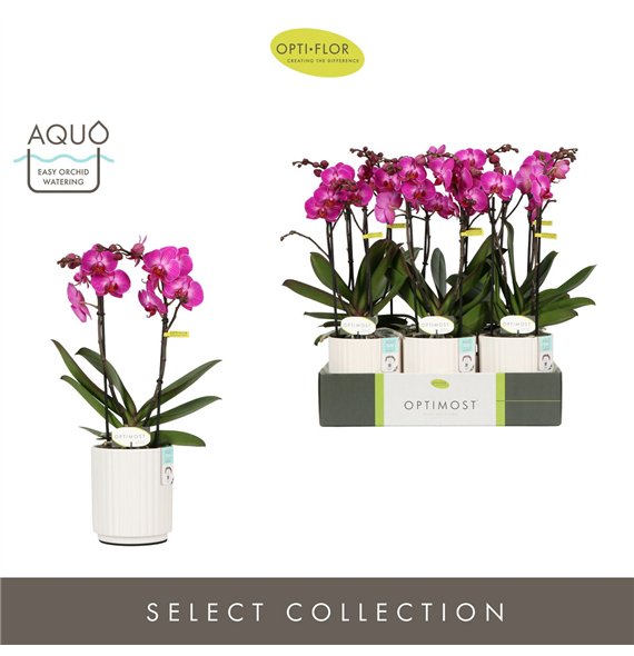 Orhideja Phalaenopsis multiflora paars Optimost Roma 2 spike in Molise White Aquo 25 fl  stems plnt 1000 gram 45cm 12cm Q3403