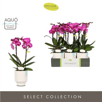 Orhideja Phalaenopsis multiflora paars Optimost Roma 2 spike in Emilia White Aquo 25 fl  stems plnt 1000 gram 45cm 12cm Q3404