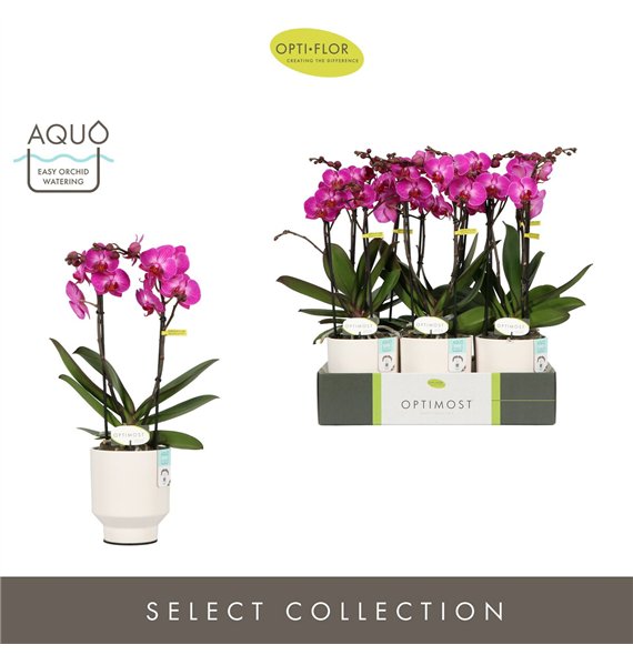 Orhideja Phalaenopsis multiflora paars Optimost Roma 2 spike in Emilia White Aquo 25 fl  stems plnt 1000 gram 45cm 12cm Q3404