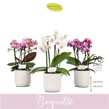 Orhideja Phalaenopsis multiflora mix Boquetto Mix 3-5 spike in Lazio White 30 fl  3 stems plnt 2000 gram 35cm 12cm Q3407