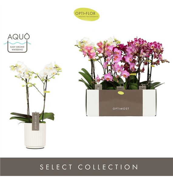 Orhideja Phalaenopsis mix multiflora Optimost Mix 2 spike in Molise White Aquo 25 fl  stems plnt 500 45cm 12cm Q3408