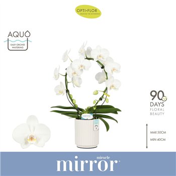 Orhideja Phalaenopsis mirror miracle aurora wit Mirror Miracle Aurora 2 spike in Molise White Aquobl  stems plnt 2000 gram 50cm 