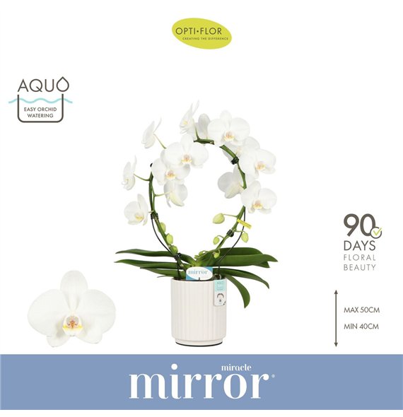 Orhideja Phalaenopsis mirror miracle aurora wit Mirror Miracle Aurora 2 spike in Molise White Aquobl  stems plnt 2000 gram 50cm 