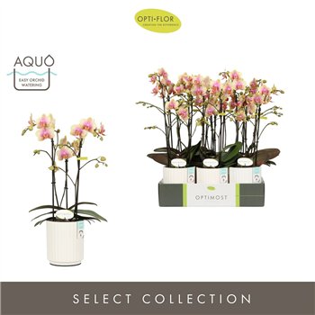 Orhideja Phalaenopsis multiflora geel Optimost Belle Helene 3 spike in Molise White Aquo 35 fl  stems plnt 1000 gram 45cm 12cm Q