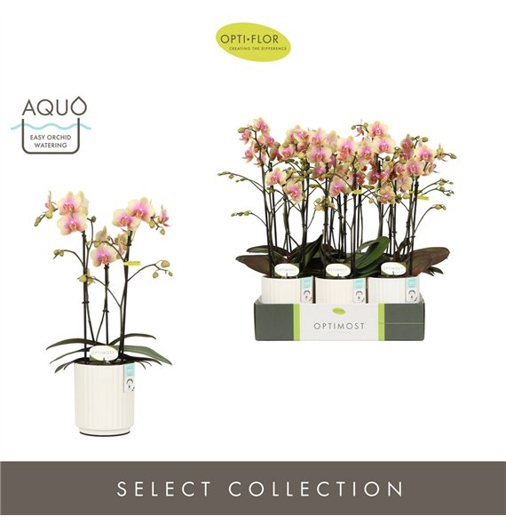Orhideja Phalaenopsis multiflora geel Optimost Belle Helene 3 spike in Molise White Aquo 35 fl  stems plnt 1000 gram 45cm 12cm Q