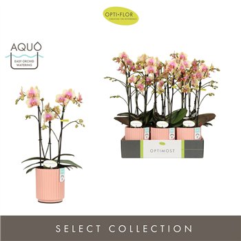 Orhideja Phalaenopsis multiflora geel Optimost Belle Helene 3 spike in Molise Salmon Aquo 35 fl  stems plnt 1000 gram 45cm 12cm 