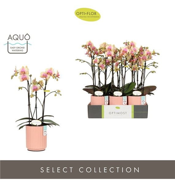 Orhideja Phalaenopsis multiflora geel Optimost Belle Helene 3 spike in Molise Salmon Aquo 35 fl  stems plnt 1000 gram 45cm 12cm 