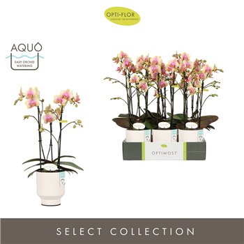 Orhideja Phalaenopsis multiflora geel Optimost Belle Helene 3 spike in Emilia White Aquo 35 fl  stems plnt 1000 gram 45cm 12cm Q