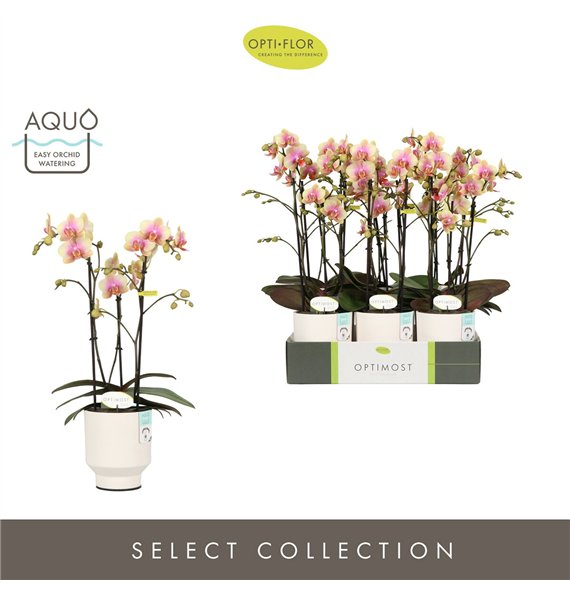 Orhideja Phalaenopsis multiflora geel Optimost Belle Helene 3 spike in Emilia White Aquo 35 fl  stems plnt 1000 gram 45cm 12cm Q