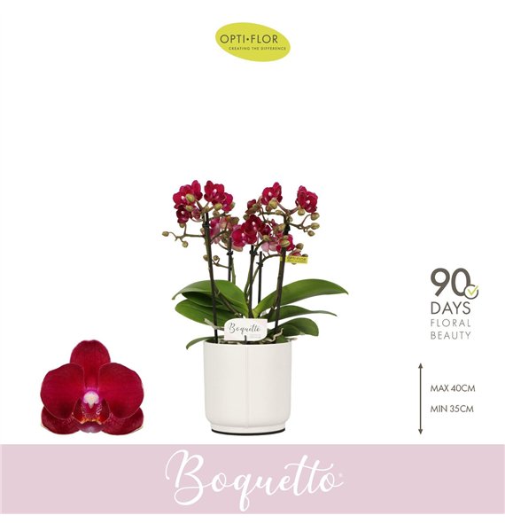 Orhideja Phalaenopsis multiflora rood Boquetto Temptation 3-5 spike in Lazio White 30 fl  3 stems plnt 2000 gram 35cm 12cm Q3416
