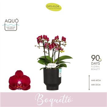Orhideja Phalaenopsis multiflora rood Boquetto Temptation 3-5 spike in Emilia Brown Aquo 30 fl  3 stems plnt 2000 gram 35cm 12cm