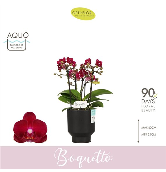 Orhideja Phalaenopsis multiflora rood Boquetto Temptation 3-5 spike in Emilia Brown Aquo 30 fl  3 stems plnt 2000 gram 35cm 12cm