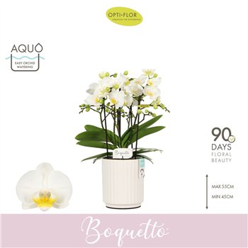 Orhideja Phalaenopsis multiflora wit Boquetto Innocent 3-5 spike in Molise White Aquo 30 fl  3 stems plnt 2000 gram 45cm 12cm Q3