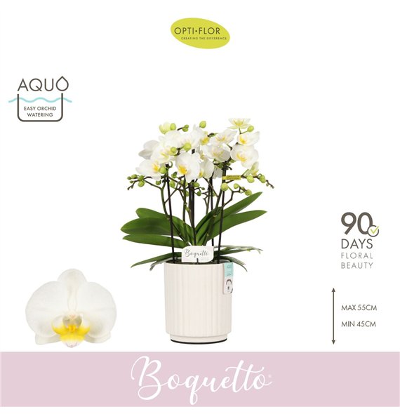 Orhideja Phalaenopsis multiflora wit Boquetto Innocent 3-5 spike in Molise White Aquo 30 fl  3 stems plnt 2000 gram 45cm 12cm Q3