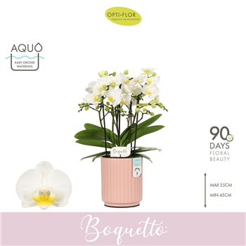 Orhideja Phalaenopsis multiflora wit Boquetto Innocent 3-5 spike in Molise Salmon Aquo 30 fl  3 stems plnt 2000 gram 45cm 12cm Q