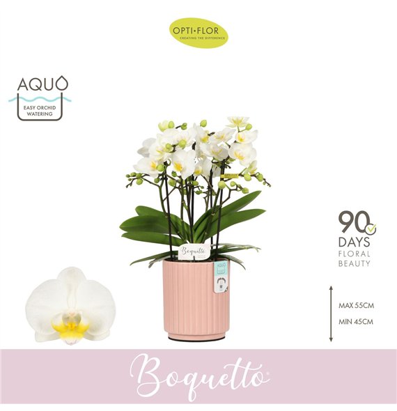 Orhideja Phalaenopsis multiflora wit Boquetto Innocent 3-5 spike in Molise Salmon Aquo 30 fl  3 stems plnt 2000 gram 45cm 12cm Q