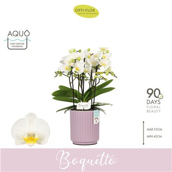Orhideja Phalaenopsis multiflora wit Boquetto Innocent 3-5 spike in Molise Lilac Aquo 30 fl  3 stems plnt 2000 gram 45cm 12cm Q3