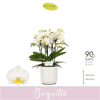Orhideja Phalaenopsis multiflora wit Boquetto Innocent 3-5 spike in Lazio White 30 fl  3 stems plnt 2000 gram 45cm 12cm Q3421