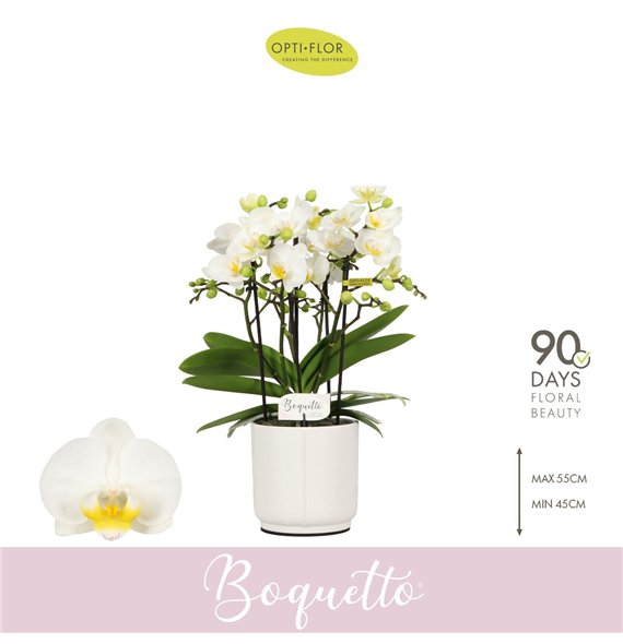 Orhideja Phalaenopsis multiflora wit Boquetto Innocent 3-5 spike in Lazio White 30 fl  3 stems plnt 2000 gram 45cm 12cm Q3421