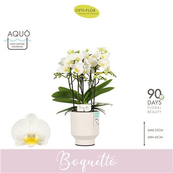 Orhideja Phalaenopsis multiflora wit Boquetto Innocent 3-5 spike in Emilia White Aquo 30 fl  3 stems plnt 2000 gram 45cm 12cm Q3