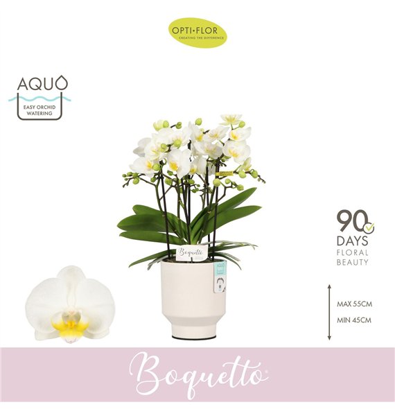 Orhideja Phalaenopsis multiflora wit Boquetto Innocent 3-5 spike in Emilia White Aquo 30 fl  3 stems plnt 2000 gram 45cm 12cm Q3