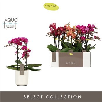 Orhideja Phalaenopsis multiflora mix Optimost Spicy Mix 2 spike in Molise White Aquo25 fl  stems plnt 500 45cm 12cm Q3423