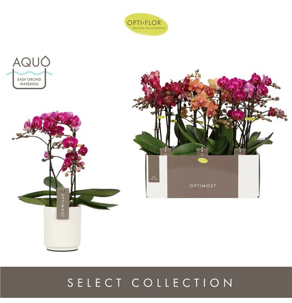 Orhideja Phalaenopsis multiflora mix Optimost Spicy Mix 2 spike in Molise White Aquo25 fl  stems plnt 500 45cm 12cm Q3423