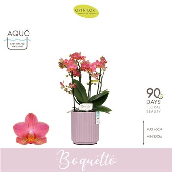 Orhideja Phalaenopsis multiflora oranje Boquetto Charme 3-5 spike in Molise Lilac Aquo 30 fl  3 stems plnt 2000 gram 40cm 12cm Q