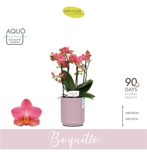 Orhideja Phalaenopsis multiflora oranje Boquetto Charme 3-5 spike in Molise Lilac Aquo 30 fl  3 stems plnt 2000 gram 40cm 12cm Q