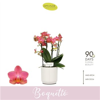 Orhideja Phalaenopsis multiflora oranje Boquetto Charme 3-5 spike in Lazio White 30 fl  3 stems plnt 2000 gram 35cm 12cm Q3427