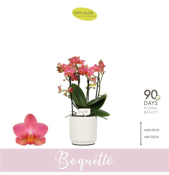 Orhideja Phalaenopsis multiflora oranje Boquetto Charme 3-5 spike in Lazio White 30 fl  3 stems plnt 2000 gram 35cm 12cm Q3427