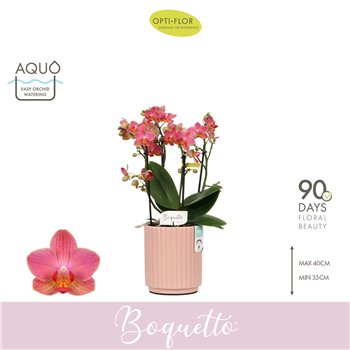 Orhideja Phalaenopsis multiflora oranje Boquetto Charme 3-5 spike in Molise Salmon Aquo30 fl  3 stems plnt 2000 gram 35cm 12cm Q