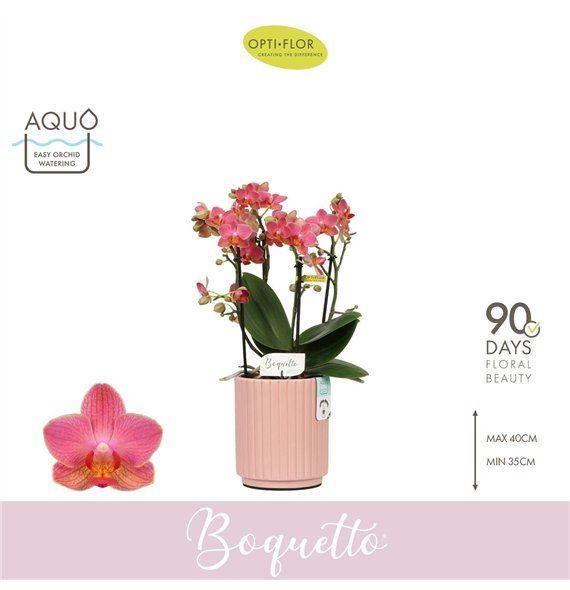 Orhideja Phalaenopsis multiflora oranje Boquetto Charme 3-5 spike in Molise Salmon Aquo30 fl  3 stems plnt 2000 gram 35cm 12cm Q