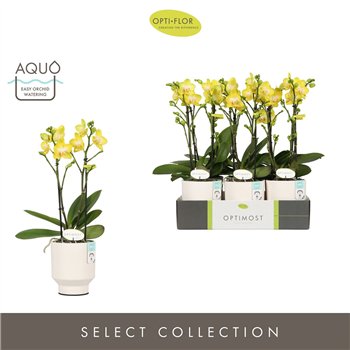 Orhideja Phalaenopsis multiflora anthura arezzo Optimost Arezzo 2 spike in Emilia White Aquo 25 fl  stems plnt 1000 gram 45cm 12