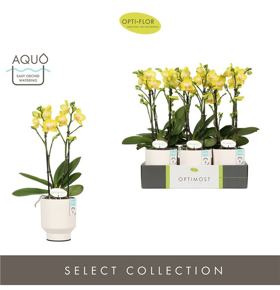 Orhideja Phalaenopsis multiflora anthura arezzo Optimost Arezzo 2 spike in Emilia White Aquo 25 fl  stems plnt 1000 gram 45cm 12