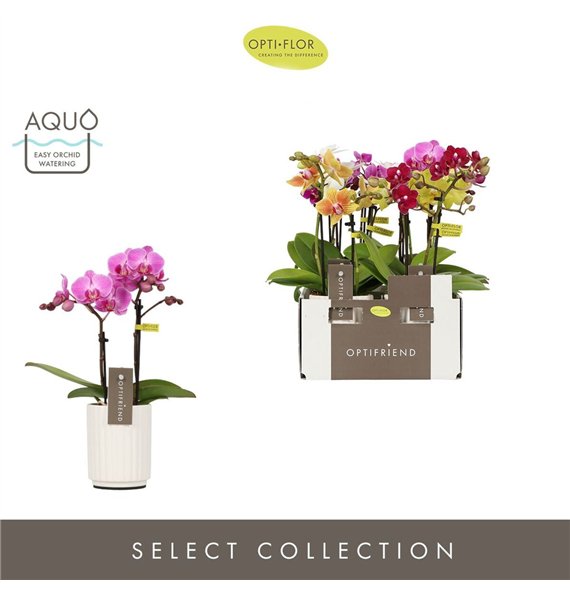 Orhideja Phalaenopsis multiflora mix Optifriend Mix 2 spike in Molise White Aquo 10 fl  stems plnt 350 gram 25cm 7cm Q3432