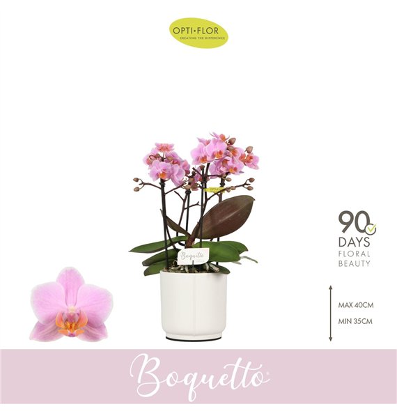 Orhideja Phalaenopsis multiflora roze Boquetto Romantico 3-5 spike in Lazio White 30 fl  3 stems plnt 2000 gram 35cm 12cm Q3433