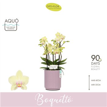 Orhideja Phalaenopsis multiflora geel Boquetto Sensation 3-5 spike in Molise Lilac Aquo 30 fl  3 stems plnt 2000 gram 45cm 12cm 