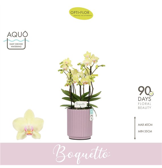 Orhideja Phalaenopsis multiflora geel Boquetto Sensation 3-5 spike in Molise Lilac Aquo 30 fl  3 stems plnt 2000 gram 45cm 12cm 