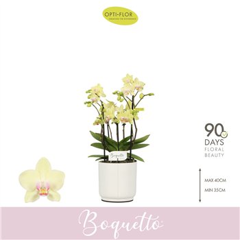 Orhideja Phalaenopsis multiflora geel Boquetto Sensation 3-5 spike in Lazio White 30 fl  3 stems plnt 2000 gram 35cm 12cm Q3435