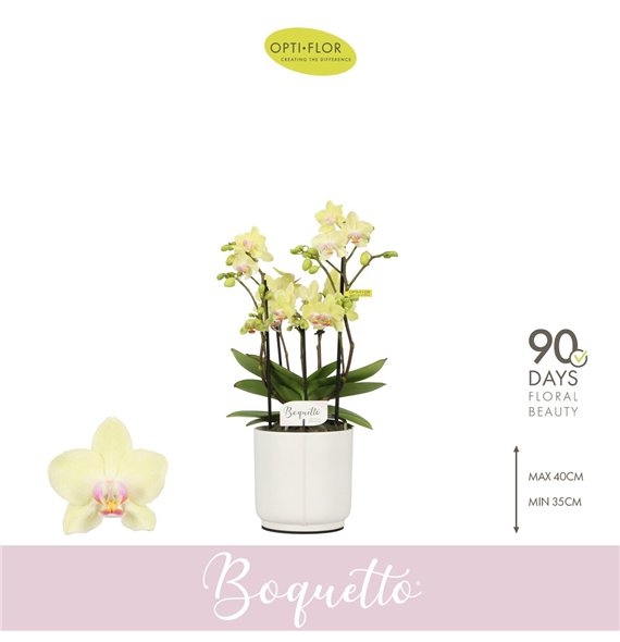 Orhideja Phalaenopsis multiflora geel Boquetto Sensation 3-5 spike in Lazio White 30 fl  3 stems plnt 2000 gram 35cm 12cm Q3435