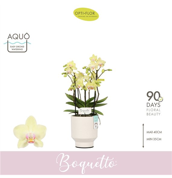 Orhideja Phalaenopsis multiflora geel Boquetto Sensation 3-5 spike in Emilia White Aquo 30 fl  3 stems plnt 2000 gram 35cm 12cm 