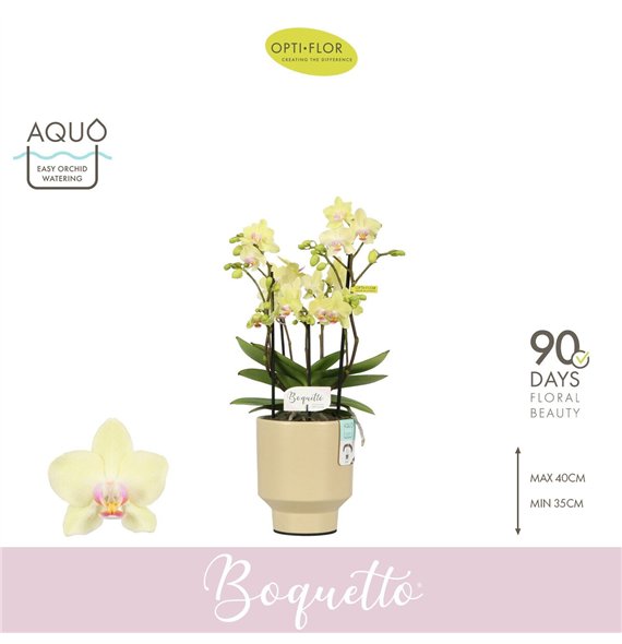 Orhideja Phalaenopsis multiflora geel Boquetto Sensation 3-5 spike in Emilia Sand Aquo 30 fl  3 stems plnt 2000 gram 35cm 12cm Q