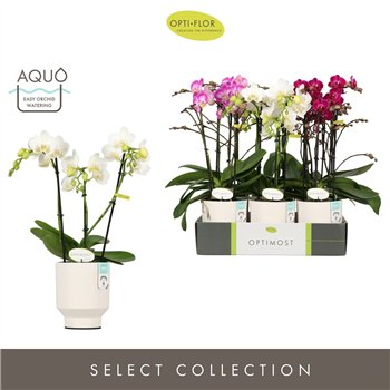 Orhideja Phalaenopsis multiflora mix Optimost Sensual Mix 3 spike in Emilia White Aquo 35 fl  stems plnt 1000 gram 45cm 12cm Q34