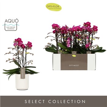 Orhideja Phalaenopsis multiflora anthura morelia Optimost Morelia 3 spike in Molise White Aquo35 fl  stems plnt 2000 gram 45cm 1