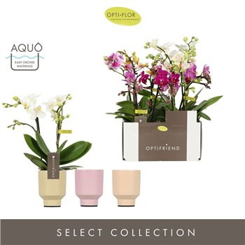Orhideja Phalaenopsis multiflora mix Optifriend Mix 2 spike in Emilia Aquo10 fl  stems plnt 350 gram 25cm 7cm Q3441